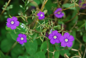 Weed biodiversity vs. mechanical weed control.