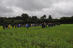 Erfolgreicher Anbau durch die richtige Sortenwahl