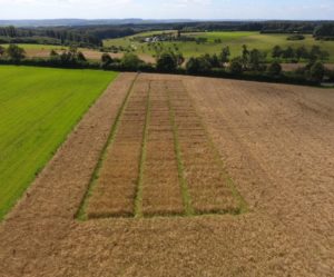 Resultate Wintergetreidesortenversuche 2016