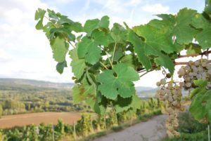 Sonnenverwöhnte Trauben  – Top qualitäten