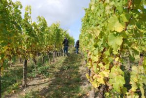 Lesehelfer gesucht – Jetzt mitmachen bei der Bio-Weinlese!