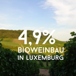 Bioweinbau in Luxemburg