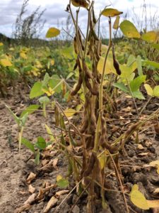 Soja made in Luxembourg