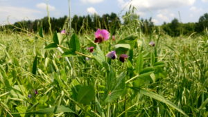 Leguminosentag 5.3.2021