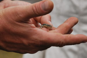 Vielfältige Weinbergslagen schützen heißt Arten schützen