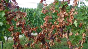 MonESCA umfrage: Bedeutung von ESCA in der Großregion