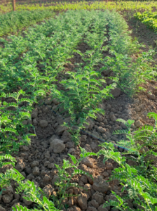 produzentInnen gesucht!